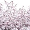 april_songbird